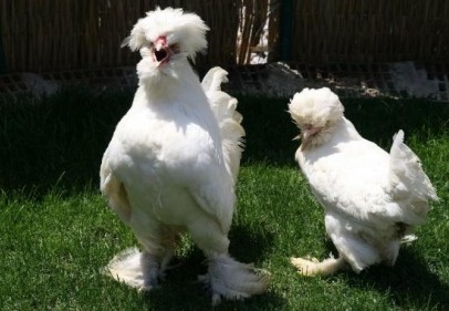 "Sultan tavukları" çoğaldı