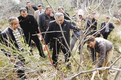 Sultanhisar&#8217;da Menengiçler Antepfıstığı&#8217;na dönüşüyor 