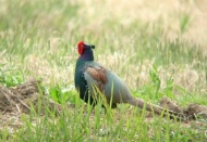 Sülün kuşlarının nesli çoğaltılacak