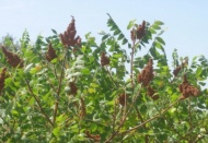 Sumağın kilosu 10 -15 liradan satılıyor