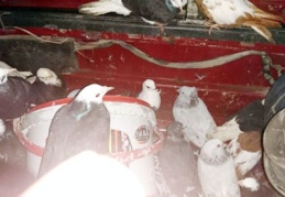 Şüpheli araçtan 40 çalıntı güvercin çıktı