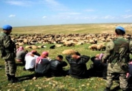 Suriye sınırından kaçak giren canlı hayvan yerli üreticiye darbe vuruyor