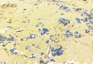 Suriye'deki petrol sızıntısı Samandağ kıyılarına ulaştı