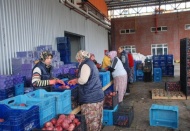 Suriyeliler’e Bigadiç’ten 40 ton elma