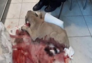 Sürücü, kanlar içerisindeki köpeği veterinere yetiştirdi