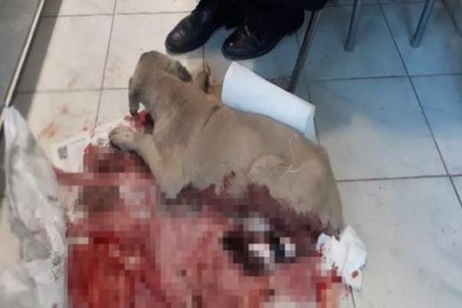 Sürücü, kanlar içerisindeki köpeği veterinere yetiştirdi