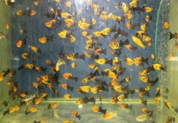 Süs balıklarının fiyat 3 TL’den 2 bin 500 TL arasında değişiyor