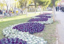 Süs lahanaları kışa renk kattı