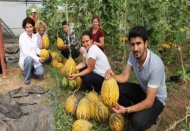 Susuz yetişen kavunda sona gelindi