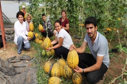 Susuz yetişen kavunda sona gelindi