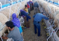 Süt hijyenik ellerden halka ulaşacak