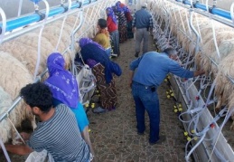 Süt hijyenik ellerden halka ulaşacak	