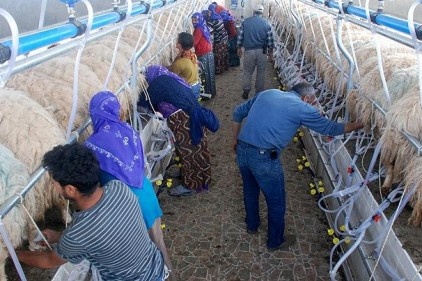 Süt hijyenik ellerden halka ulaşacak	