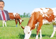 Süt sektörü, acil tedbir ve reformlara ihtiyaç duyuyor