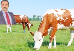 Süt sektörü, acil tedbir ve reformlara ihtiyaç duyuyor