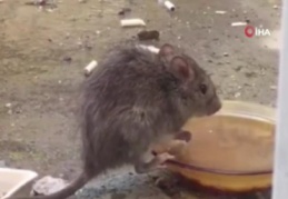 Tabaktan su içen fare, hem düşündürdü, hem de güldürdü