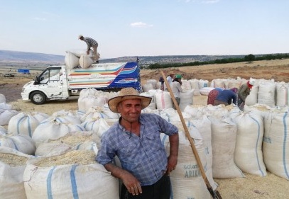 Tahılda hasattan sonra saman telaşı 