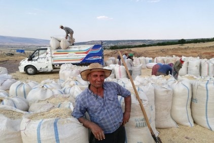 Tahılda hasattan sonra saman telaşı 