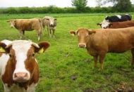 Tamamlanamayan hayvancılık yatırımlarına ek süre verildi