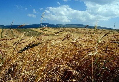 Tarım arazilerinde "tek mirasçı" dönemi