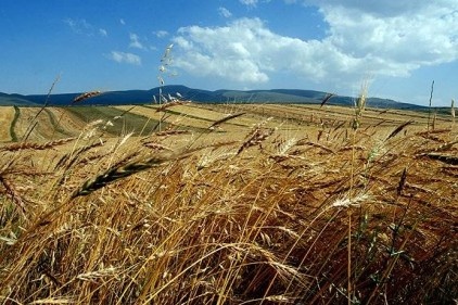 Tarım arazilerinde "tek mirasçı" dönemi