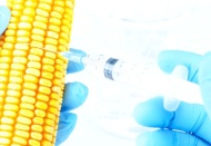 Tarım Bakanlığı, GDO'lu mısır ile 4 soya çeşidine izin verdi