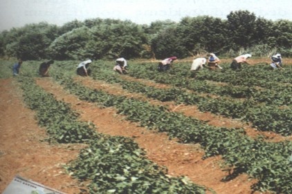 Tabipler Lokali&#8217;ne saldırı