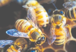 Tarım ilaçları, tahmin edilenden daha fazla arıyı öldürüyor