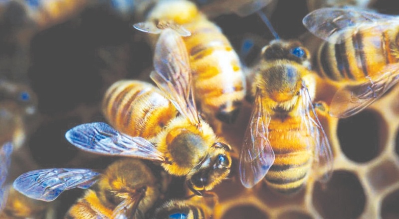 Tarım ilaçları, tahmin edilenden daha fazla arıyı öldürüyor