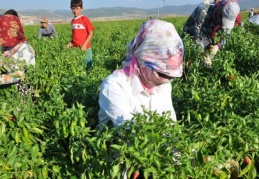 Tarım işçileri göçebe hayatı yaşıyor