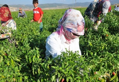 Tarım işçileri göçebe hayatı yaşıyor