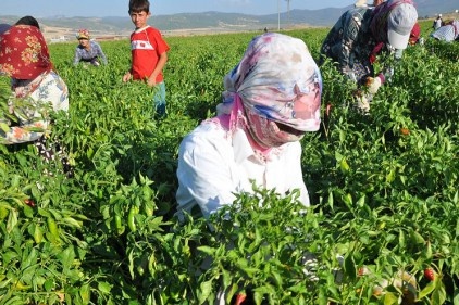 Tarım işçileri göçebe hayatı yaşıyor