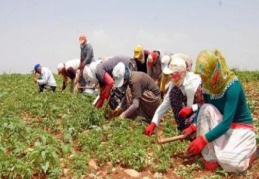 Tarım işçilerinin günlük ücretleri yüzde 13,4 artarak 59 TL oldu