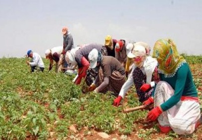 Tarım işçilerinin günlük ücretleri yüzde 13,4 artarak 59 TL oldu