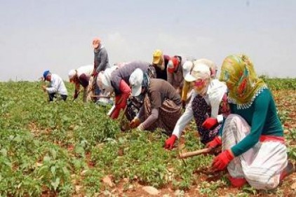 Tarım işçilerinin günlük ücretleri yüzde 13,4 artarak 59 TL oldu