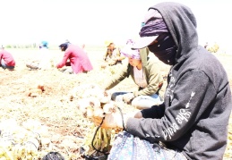 Tarım işçilerinin mesaisi bayramda da devam etti