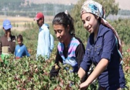 "Tarım işçisi çocuklar günde 9 saatten fazla çalışıyor" 
