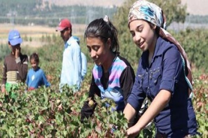 "Tarım işçisi çocuklar günde 9 saatten fazla çalışıyor" 