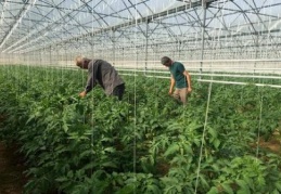 Tarım öğrencileri serada domates yetiştiriyor