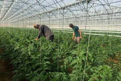 Tarım öğrencileri serada domates yetiştiriyor
