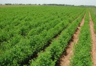 Tarım sayesinde işsizlik tek hanede kaldı