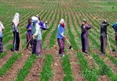 Tarım sektöründe kadınların payı yüzde 49, erkeklerin payı yüzde 51