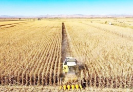 Tarım ÜFE haziranda yıllık bazda yüzde 148,9'a yükseldi