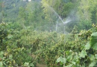 Tarım ÜFE Mart ayında yüzde 2,48 arttı