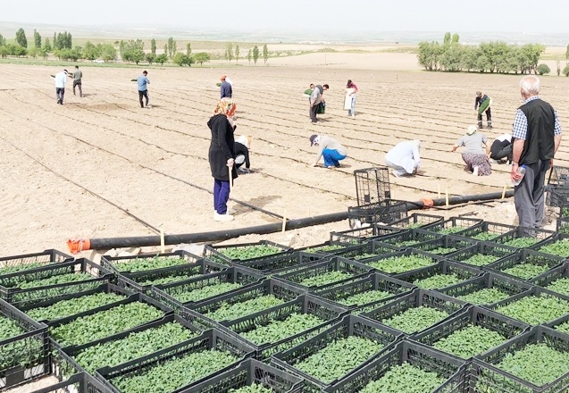 Tarım ve hayvancılıkta 2020’de verilecek destekleme miktarları belirlendi