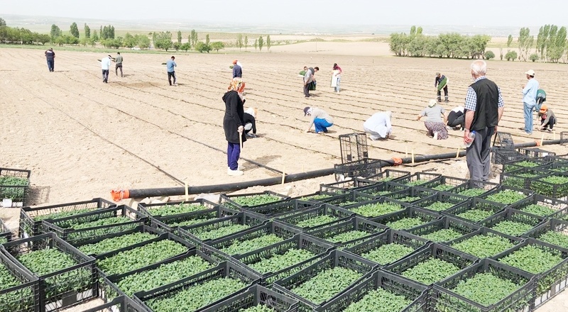 Tarım ve hayvancılıkta 2020’de verilecek destekleme miktarları belirlendi