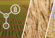 Tarım ve Orman Bakanlığı, kuraklığa dayanıklı çeşitlerin ekimini yaygınlaştırıyor