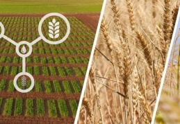 Tarım ve Orman Bakanlığı, kuraklığa dayanıklı çeşitlerin ekimini yaygınlaştırıyor