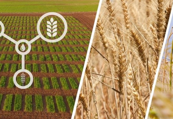 Tarım ve Orman Bakanlığı, kuraklığa dayanıklı çeşitlerin ekimini yaygınlaştırıyor