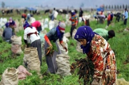 Tarım ve orman iş kolunda 168 işçinin hayatını kaybetti